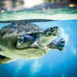 Top Turtle Rescue Projects Around the World Top Turtle Rescue Projects Around the World